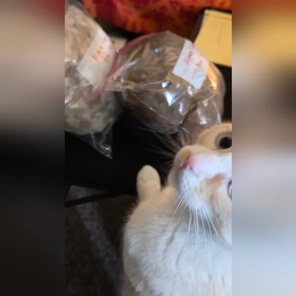 One Pound Of Unprocessed Alpaca Fiber In Brown And Cream Colors - Picture 4 of 8